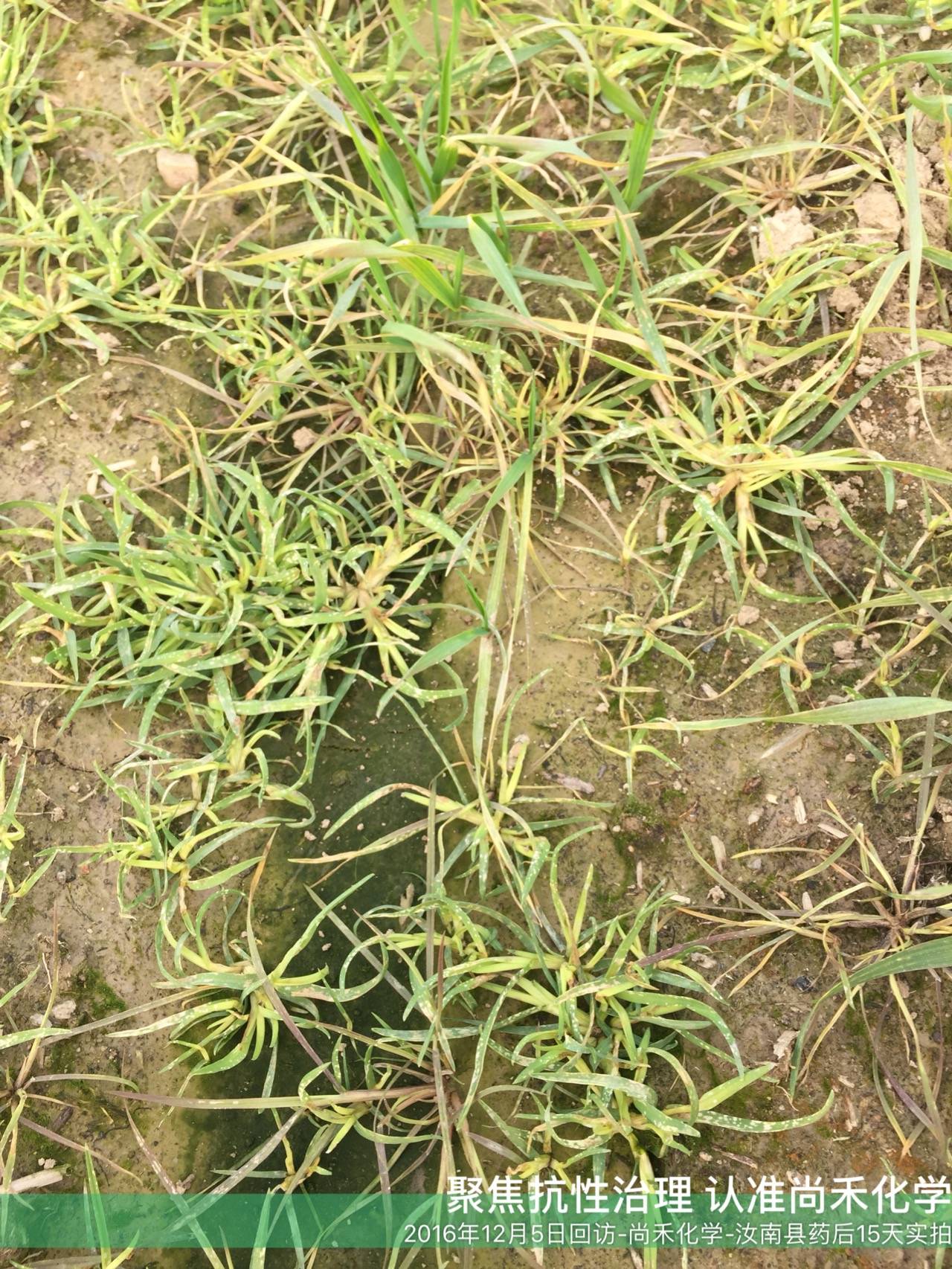 更安全的甲基二磺隆