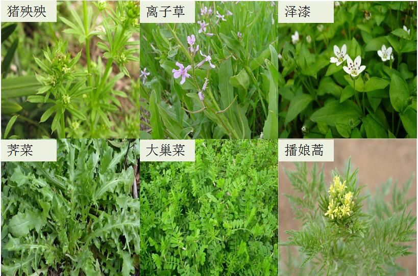 纽发姆化学品(上海)有限公司