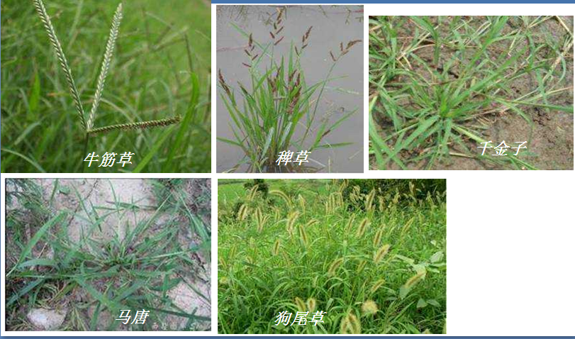 防治一年生禾本科及阔叶杂草